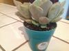 thumb_unknown-purplish-succulent-from-trader-joes-21788788