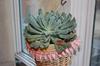 thumb_unknown-succulent-21706186