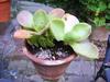 thumb_unknown-succulent-plant-with-thick-leaves-21669481