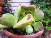 thumb_unknown-succulent-plant-with-thick-leaves-21669483