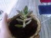 thumb_unknown-succulent-please-help-21245608