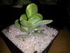 thumb_unknown-succulents-21886674