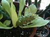 thumb_unknown-tubular-succulent-euphorbia-21792051