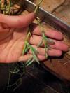 thumb_viney-succulent-that-looks-like-green-beans-or-sweet-peas-21729151