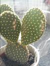 thumb_what-should-i-do-about-this-cactus-21955469