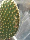 thumb_what-should-i-do-about-this-cactus-21955470