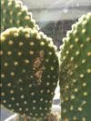 thumb_what-should-i-do-about-this-cactus-21955471
