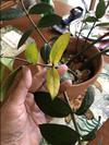 thumb_whats-happening-to-my-zz-plant-21950044