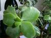 thumb_woody-stems-lightgreen-greyish-waxy-leaves-21669038