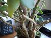 thumb_woody-stems-lightgreen-greyish-waxy-leaves-21669039