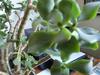 thumb_woody-stems-lightgreen-greyish-waxy-leaves-21669040