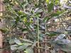 thumb_woody-trunk-with-spikes-broad-thin-leaves-21793054