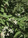 thumb_yoshino-cherry-has-small-white-flowers-in-late-summer-21936605