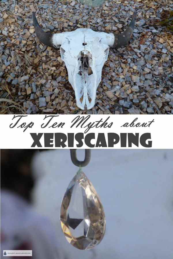 top-ten-myths-about-xeriscaping