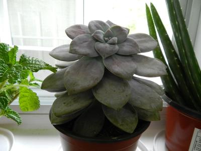 unidentified-succulent-from-ikea-21722082
