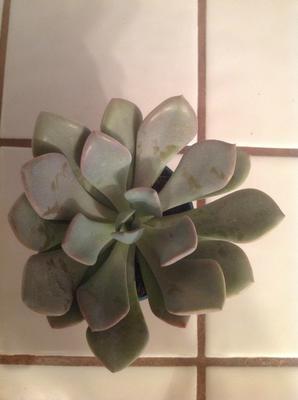 unknown-purplish-succulent-from-trader-joes-21788786