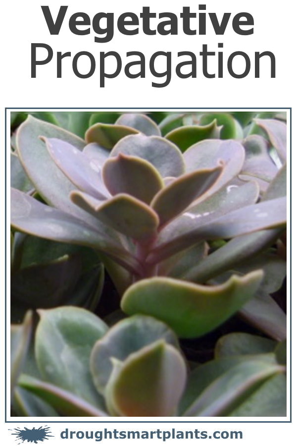 vegetative-propagation-