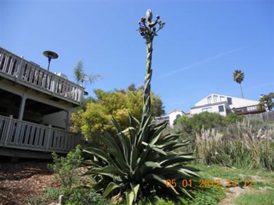 very-cool-succulent-that-grows-to-over-23-feet-21639502