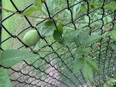 vine-growing-on-fence-21922225