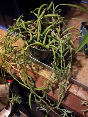 viney-succulent-that-looks-like-green-beans-or-sweet-peas-21729150