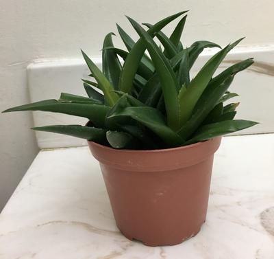 what-is-this-succulent-21932418