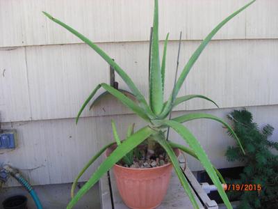 what-kind-of-aloe-is-this-21830992