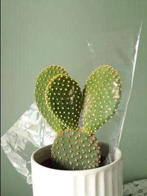 what-should-i-do-about-this-cactus-21955468.