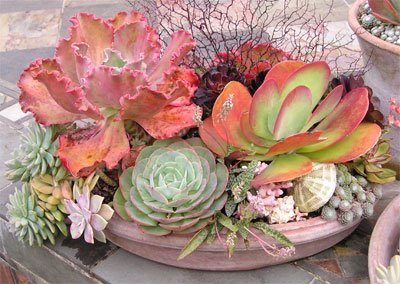 whats-in-this-gorgeous-succulent-planter-i-want-one-21371801