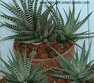 xHaworthia-fasciata