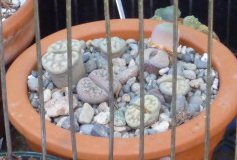 How-to-grow-Lithops