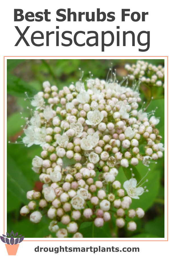 xbest-shrubs-for-xeriscaping