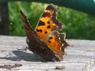 xcomma-21547869