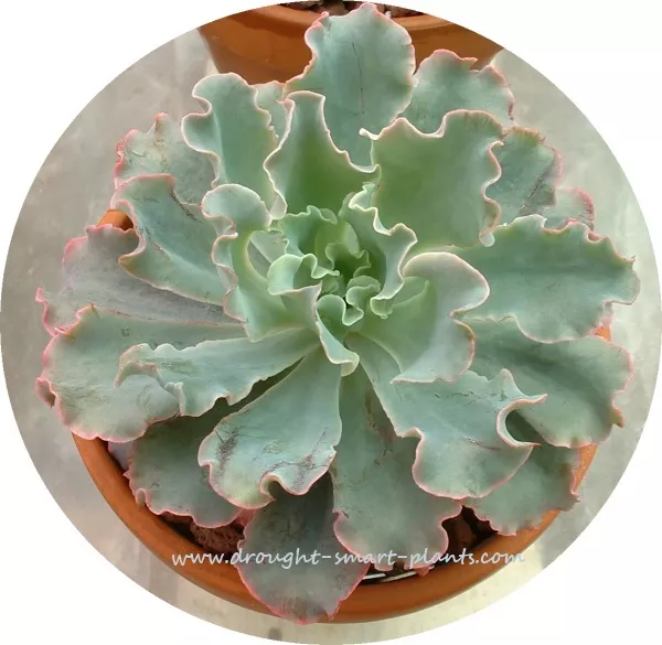 xecheveria-curlylocks600round