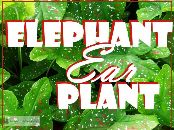 xelephant-ear-plant600