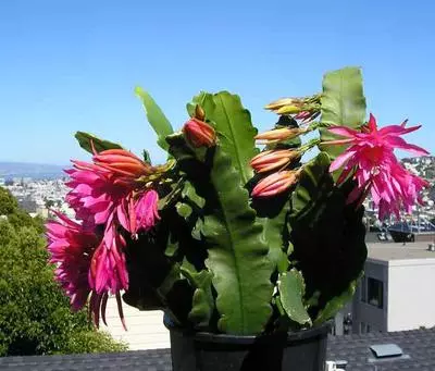 xepiphyllum-cactus-21904873.