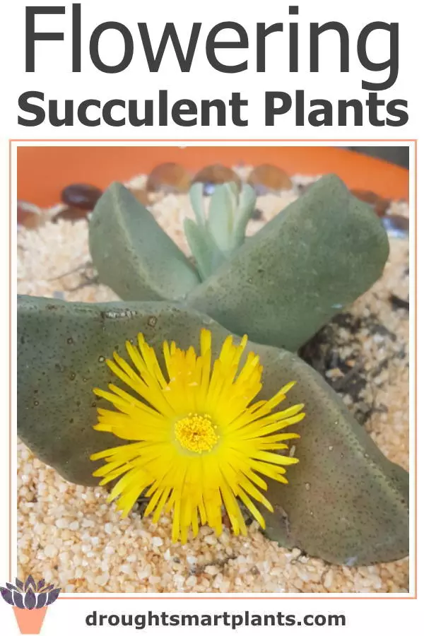 xflowering-succulent-plants3b-600x900-1