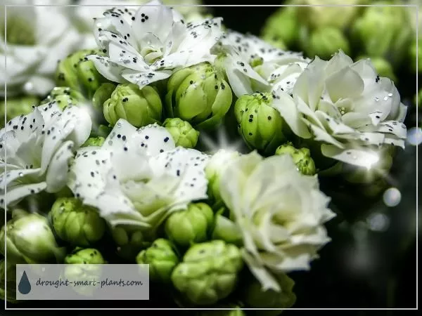 
xflowering-succulents-kalanchoe600