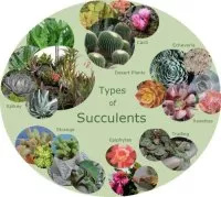 xinfographic-types-of-succulents