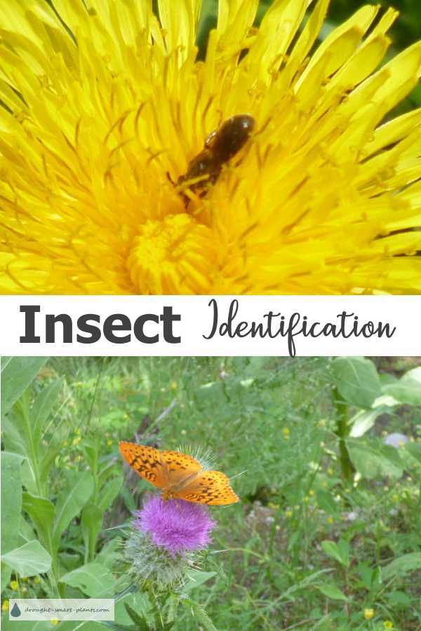 xinsect-identification600x900.
