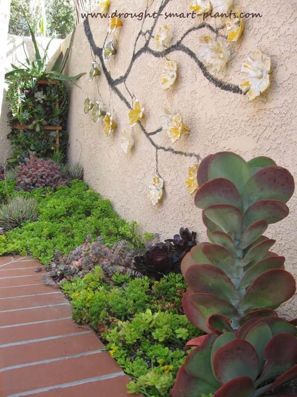 xjm-succulents-pocket-garden