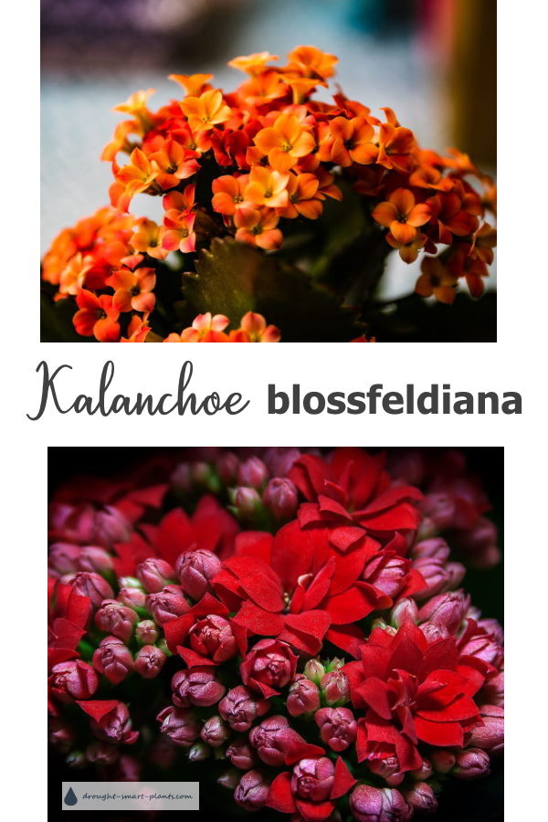 xkalanchoe-blossfeldiana600x900