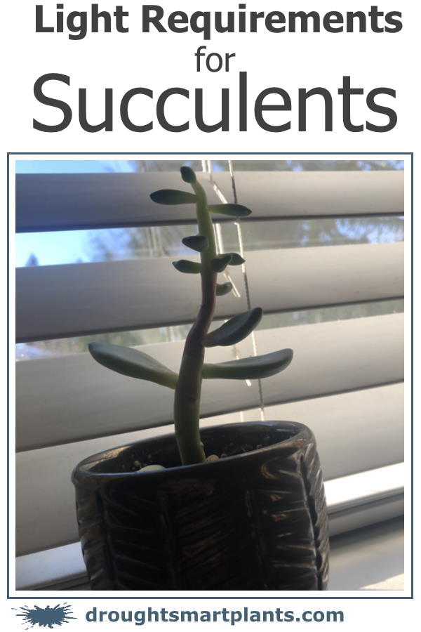 xlight-requirements-for-succulents1