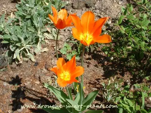 xlily-flowered-tulips