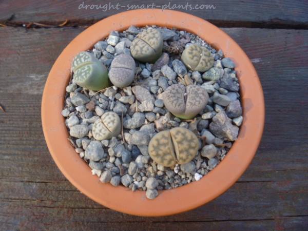 lithops-in-a-clay-pot