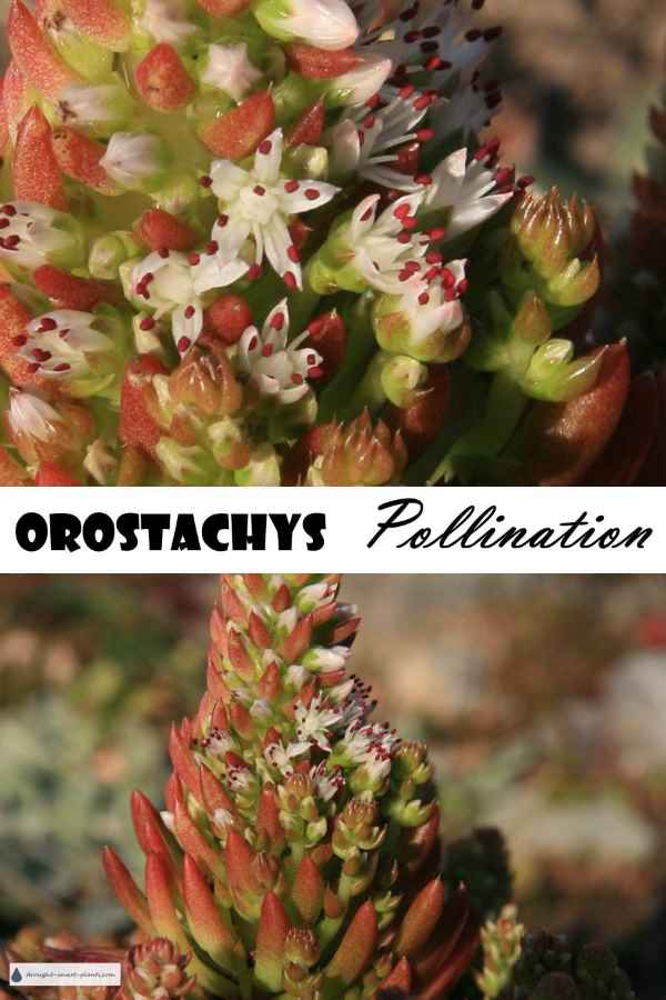 xorostachys-pollination900x1350