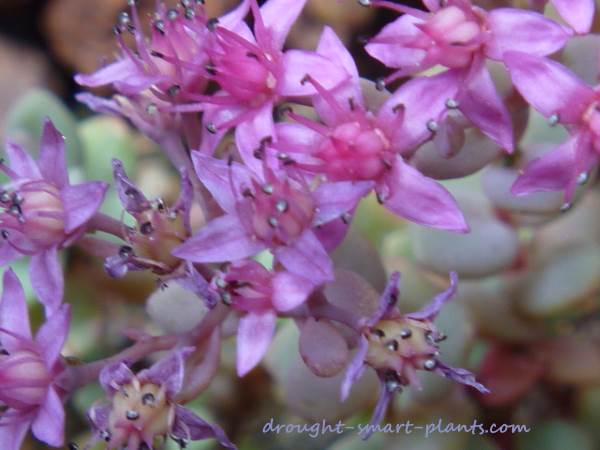 xsedum-pluricaule-flowers