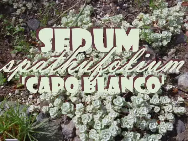 xsedum-spathufolium-capo-blanco