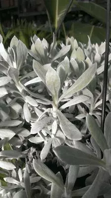 xsilver-fuzzy-plant-with-flat-but-fleshy-cuneate-leaves-21708494