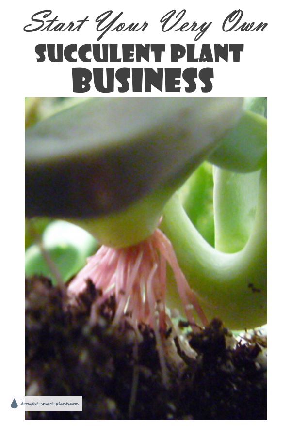 xstart-your-own-succulent-plant-business