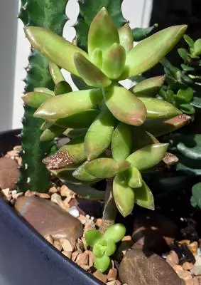xsucculent-from-my-local-nursery-21813158